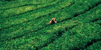 CHÁ-VERDE: 7 imperdíveis benefícios.